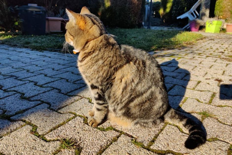 Verdwijningsalarm Kat  Mannetje , 8 jaar Tulle Frankrijk