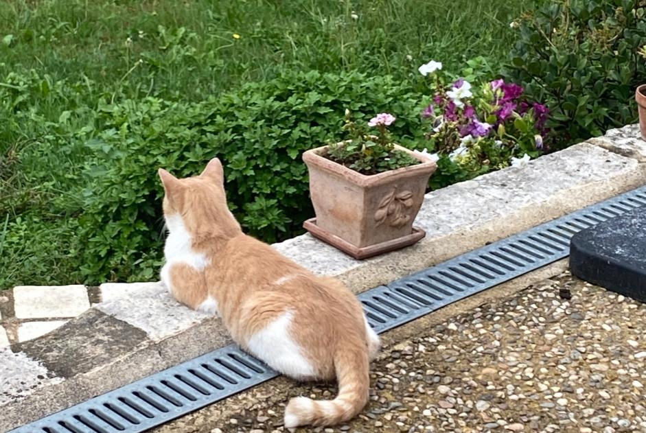 Verdwijningsalarm Kat  Mannetje , 2 jaar Vergt Frankrijk