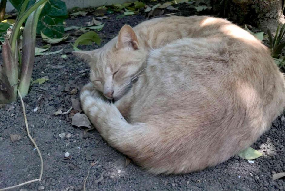 Verdwijningsalarm Kat Mannetje , 6 jaar Bor-et-Bar Frankrijk