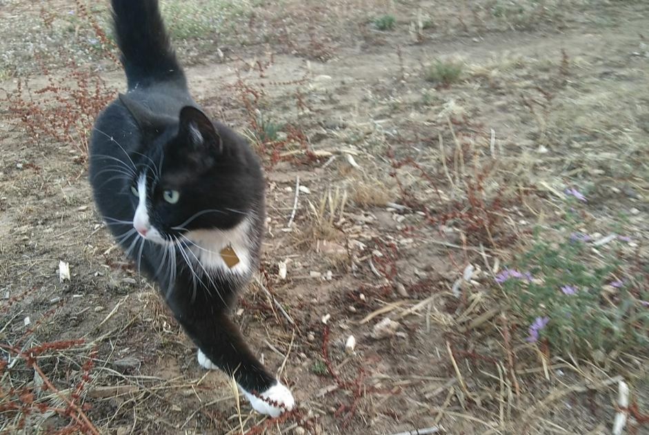 Alerta desaparecimento Gato  Macho , 9 anos Valherbasse France