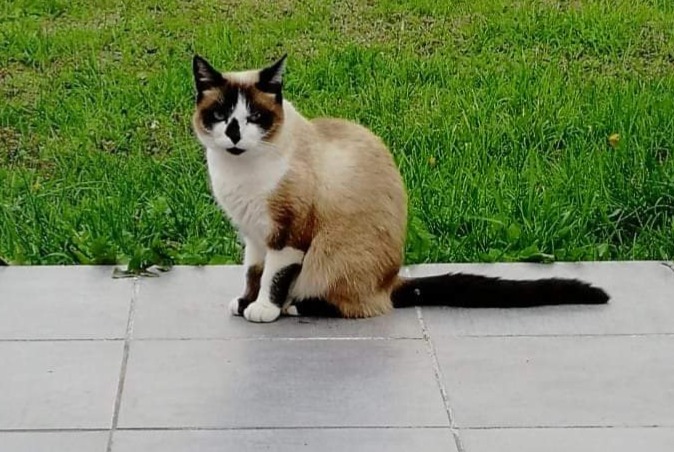 Alerta desaparecimento Gato cruzamento  Fêmea , 7 anos Damgan France