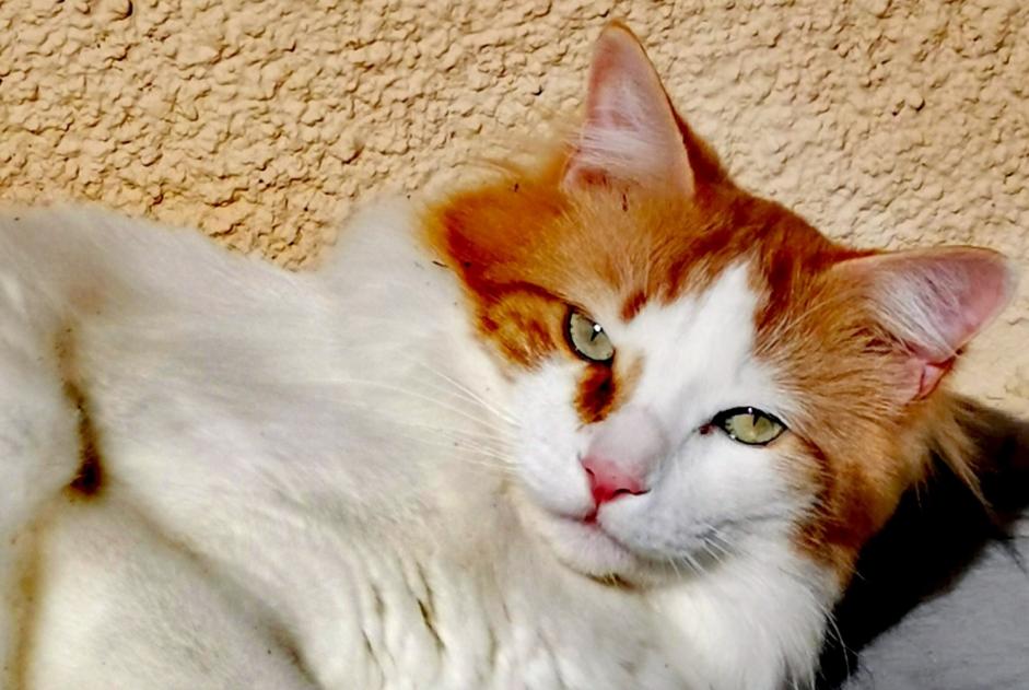 Alerta desaparecimento Gato cruzamento  Macho , 5 anos Chaville France