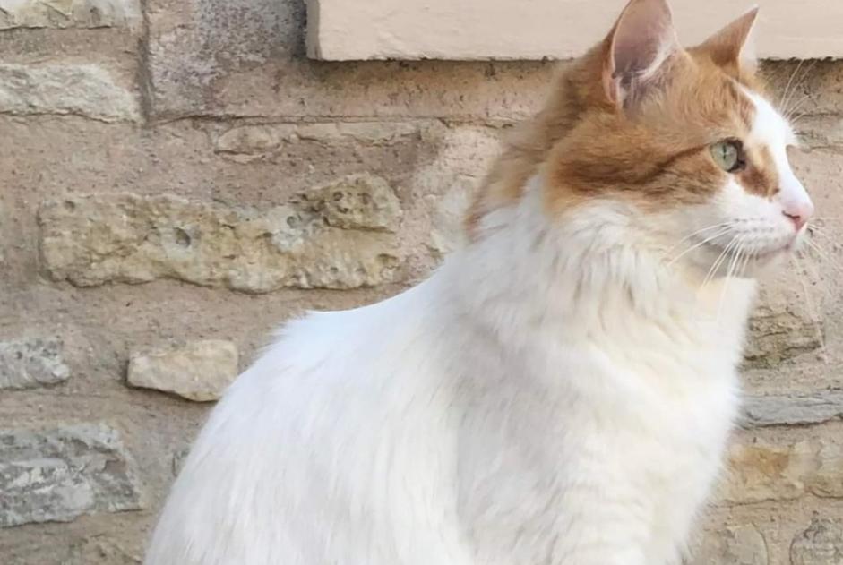 Alerta desaparecimento Gato cruzamento  Macho , 5 anos Chaville France