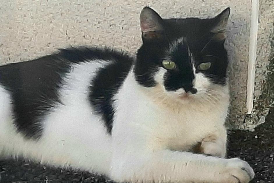 Alerta desaparecimento Gato cruzamento  Macho , 2 anos Toulouse France