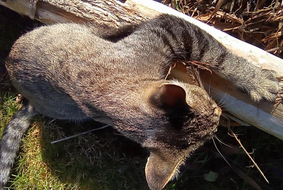 Alerta desaparecimento Gato cruzamento  Macho , 4 anos Trégueux France