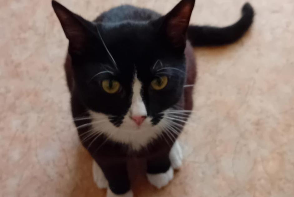 Alerta desaparecimento Gato Macho , 1 anos Gien France