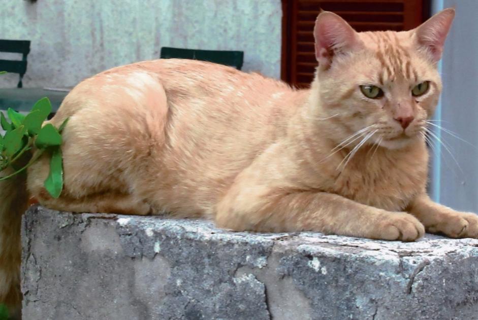 Alerta desaparecimento Gato  Macho , 11 anos Mimet France