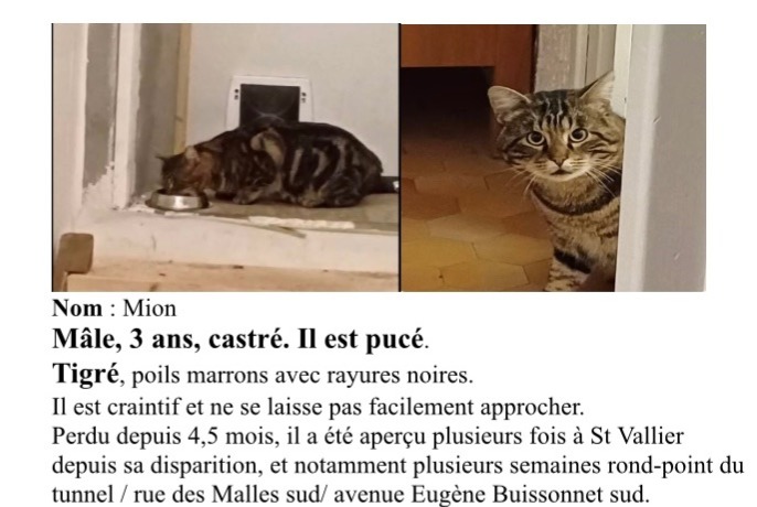 Alerta desaparecimento Gato Macho , 3 anos Valence France