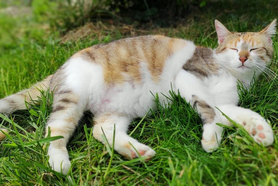 Alerta desaparecimento Gato  Fêmea , 3 anos Nonette-Orsonnette France