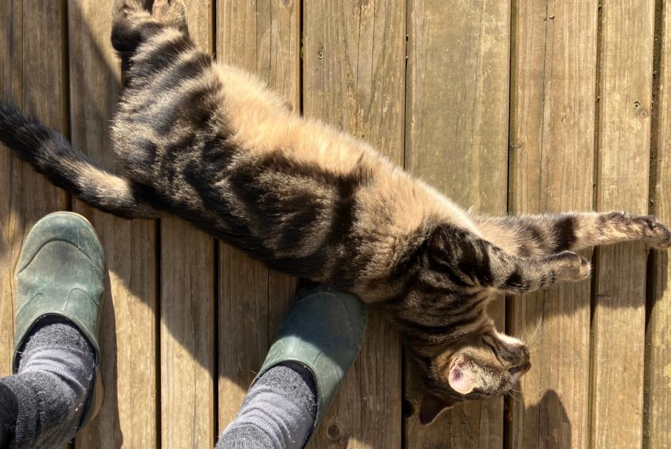 Alerta descoberta Gato cruzamento  Macho Saintry-sur-Seine France