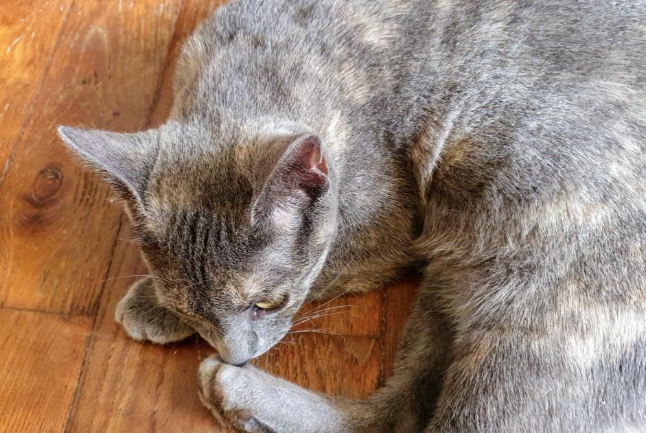 Alerta descoberta Gato cruzamento  Fêmea , Entre 4 e 6 meses Chambéry France