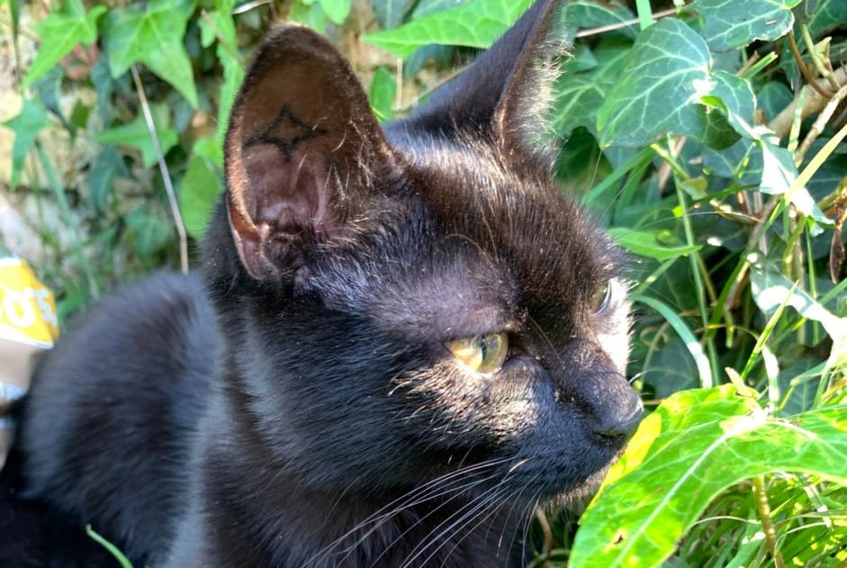 Alerta desaparecimento Gato  Fêmea , 1 anos Saint-Orens-de-Gameville France