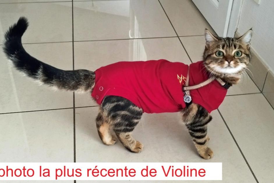 Alerta desaparecimento Gato  Fêmea , 0 anos Narrosse France