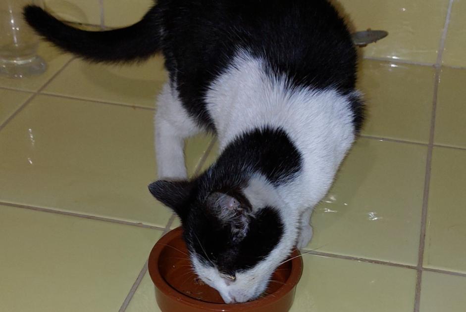 Alerta descoberta Gato Macho Bazas France