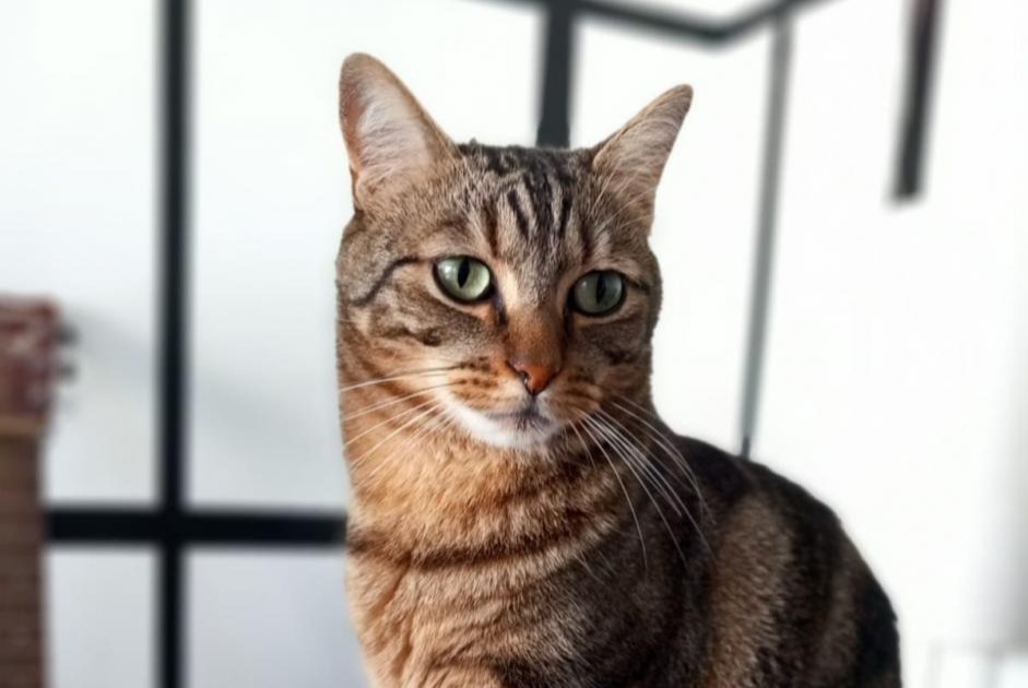 Alerta desaparecimento Gato cruzamento  Macho , 6 anos Rennes France