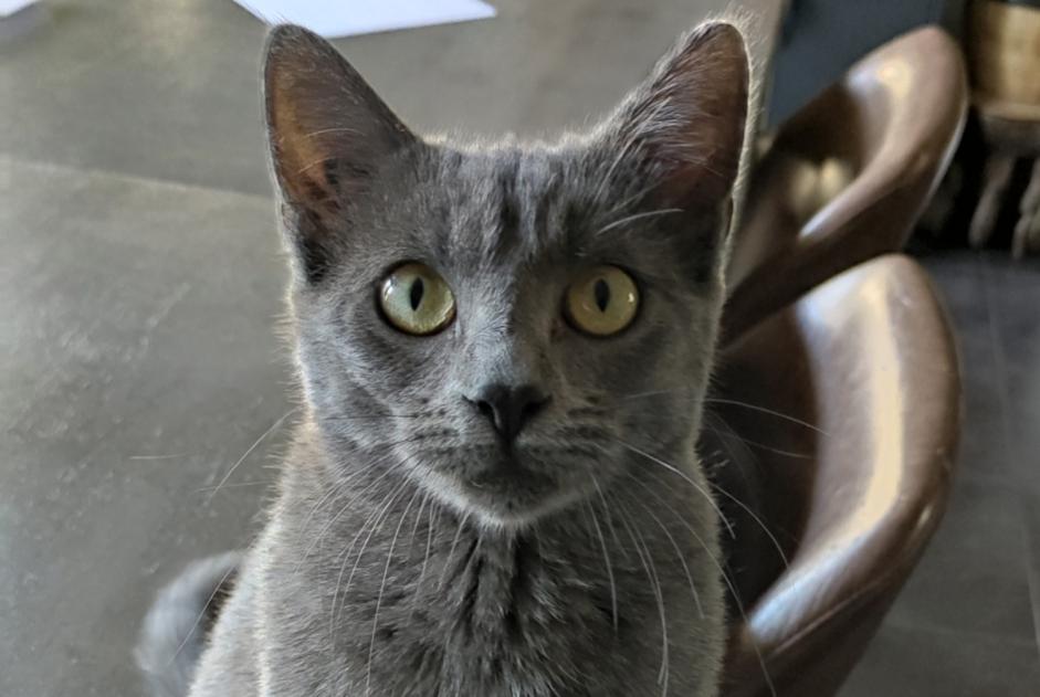 Alerta desaparecimento Gato Fêmea , 0 anos Hendaye France