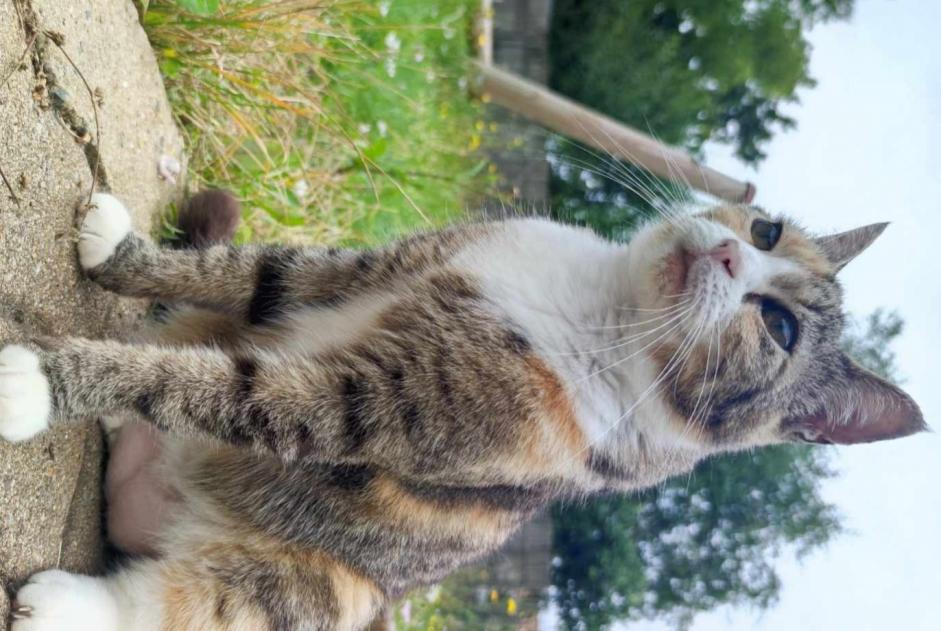 Alerta desaparecimento Gato Fêmea , 11 anos L'Hermenault France