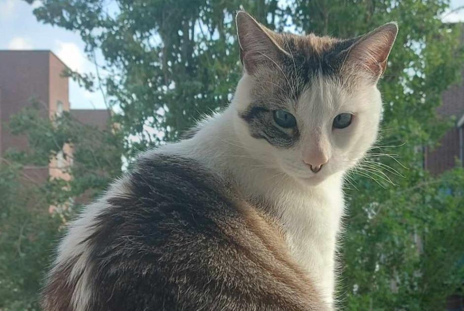 Alerta desaparecimento Gato Macho , 5 anos Trébeurden France