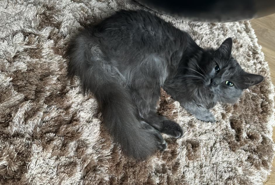 Alerta desaparecimento Gato cruzamento  Macho , 2 anos Valentigney France