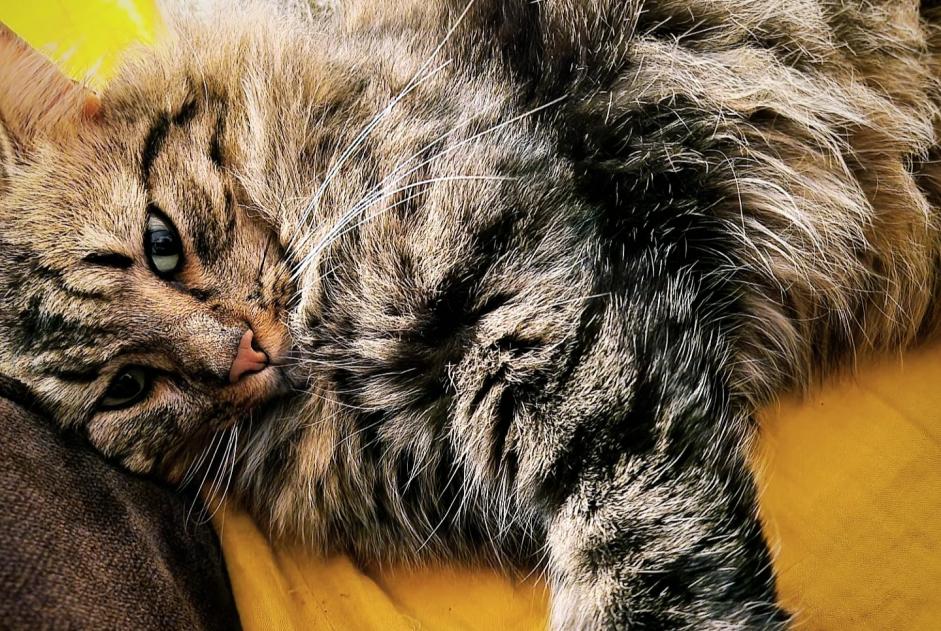 Alerta desaparecimento Gato cruzamento  Macho , 2 anos Ajaccio France