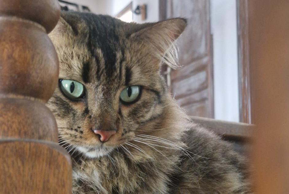 Alerta desaparecimento Gato cruzamento  Macho , 2 anos Ajaccio France