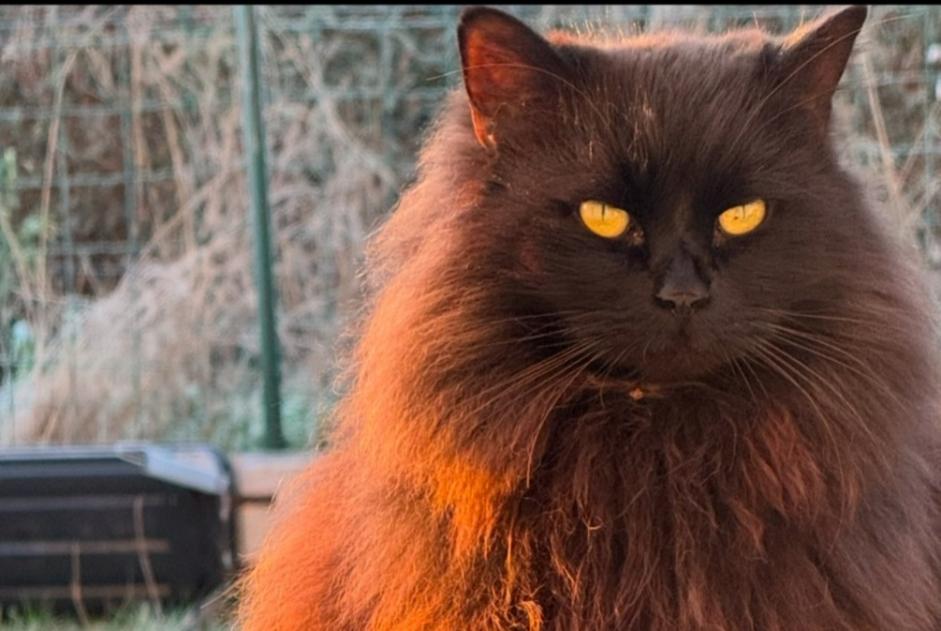 Alerta desaparecimento Gato cruzamento  Macho , 9 anos Saint-Gourgon France