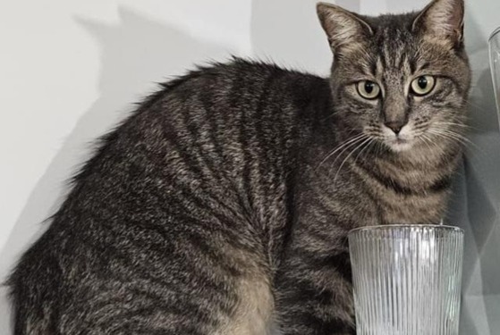 Alerta desaparecimento Gato cruzamento  Fêmea , 3 anos Le Bouscat France