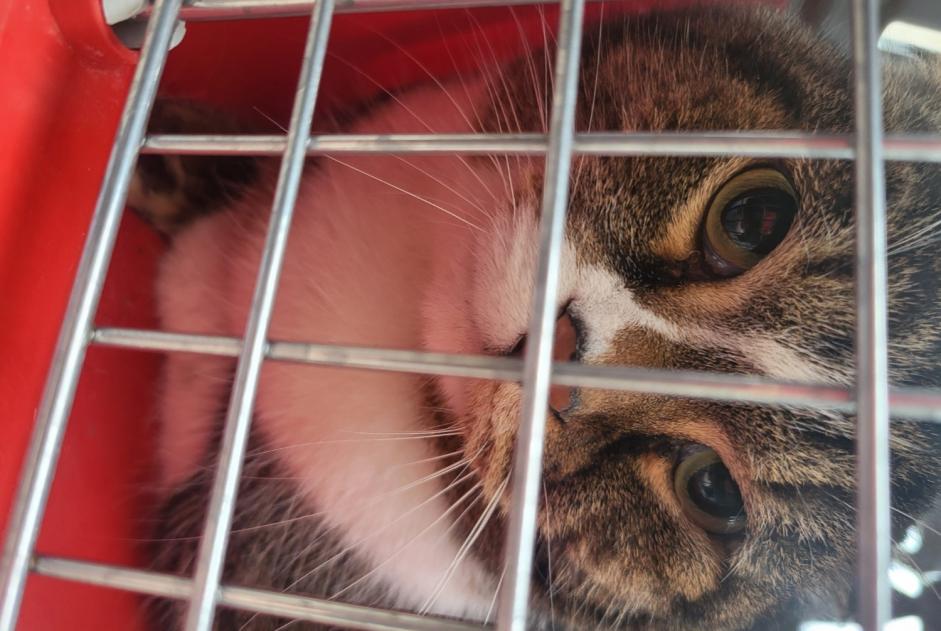 Alerta descoberta Gato Macho , 2 anos Puteaux France