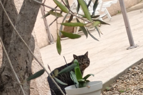 Alerta descoberta Gato Desconhecido Narbonne France