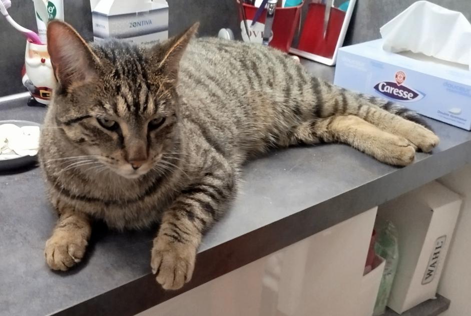 Alerta desaparecimento Gato Macho , 2 anos Margaux-Cantenac France