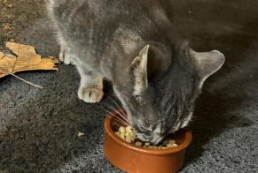 Alerta descoberta Gato Fêmea Annecy France