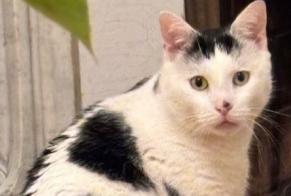 Alerta desaparecimento Gato cruzamento  Macho , 4 anos Asnières-sur-Seine France