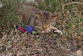 Alerta descoberta Gato Desconhecido Montbeton France