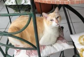 Alerta desaparecimento Gato cruzamento  Macho , 7 anos Montpellier France